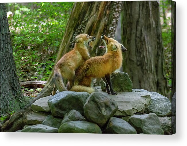 Red Fox Acrylic Print featuring the photograph Good to meet you again by Dan Friend