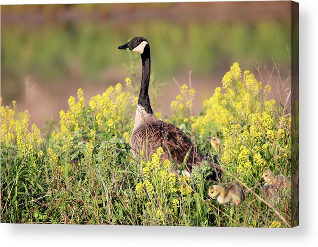 Goose Acrylic Print featuring the photograph Goose Family by Brook Burling