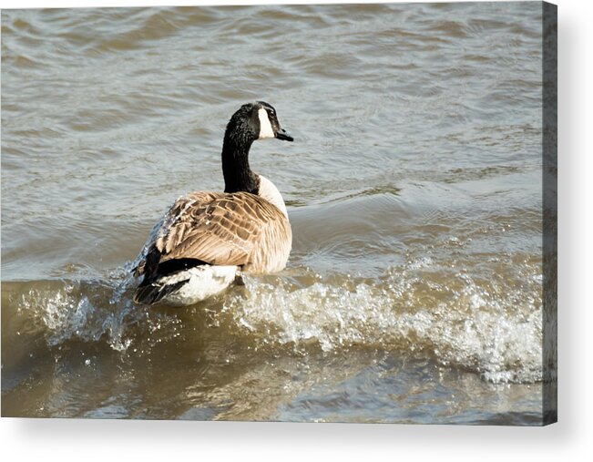 Goose Acrylic Print featuring the photograph Goose Rides A Wave by Holden The Moment