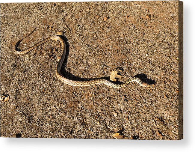 Gopher Snake Acrylic Print featuring the photograph Gopher Snake by Frank Wilson