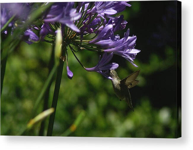 Hummingbird Acrylic Print featuring the photograph Got it by David Armentrout