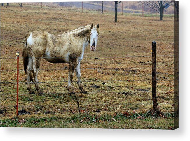 White Acrylic Print featuring the photograph Got Mud ? by J Laughlin