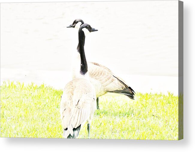 Geese Acrylic Print featuring the photograph Got you covered by Merle Grenz