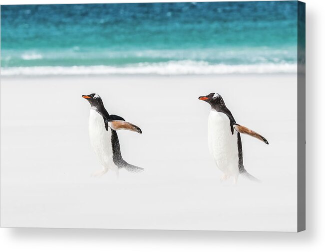The Falklands Acrylic Print featuring the photograph Gentoo penguins caught in a sand storm. by Usha Peddamatham