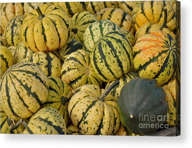 Food Acrylic Print featuring the photograph Gourd Harvest - Yellow and Green by Jason Freedman