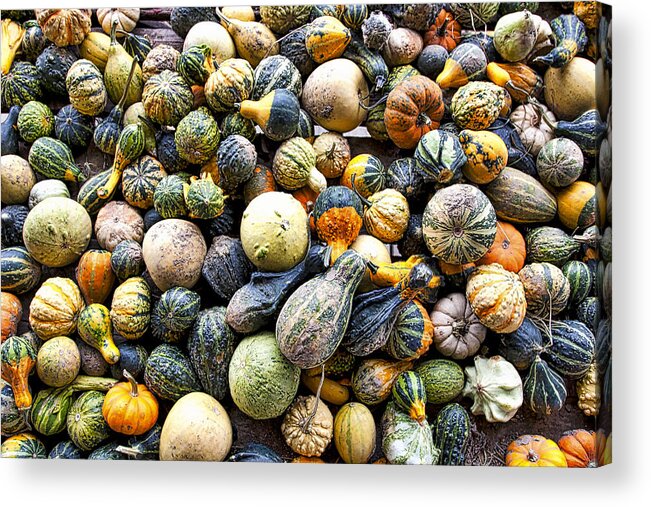Pumpkins Acrylic Print featuring the photograph Gourds Pumpkins - Wisconsin by Steven Ralser