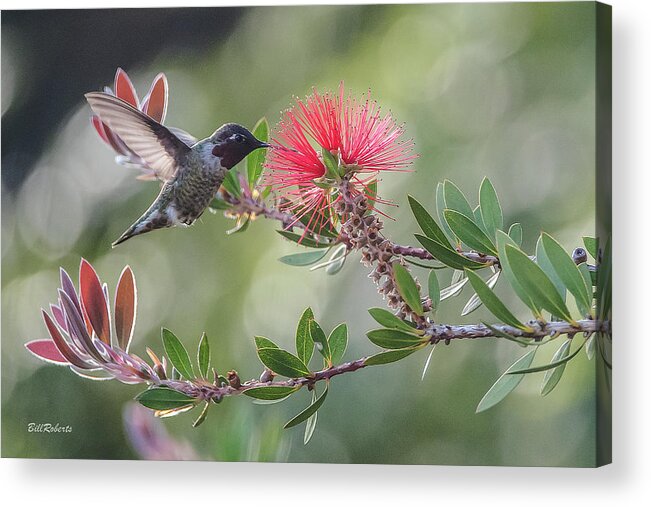 Hummingbird Acrylic Print featuring the photograph Grace by Bill Roberts