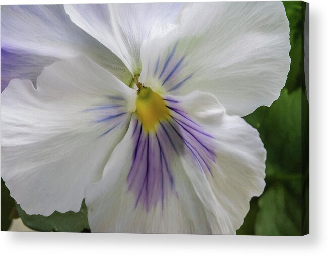 Pansy Acrylic Print featuring the photograph Grace by Cathy Kovarik