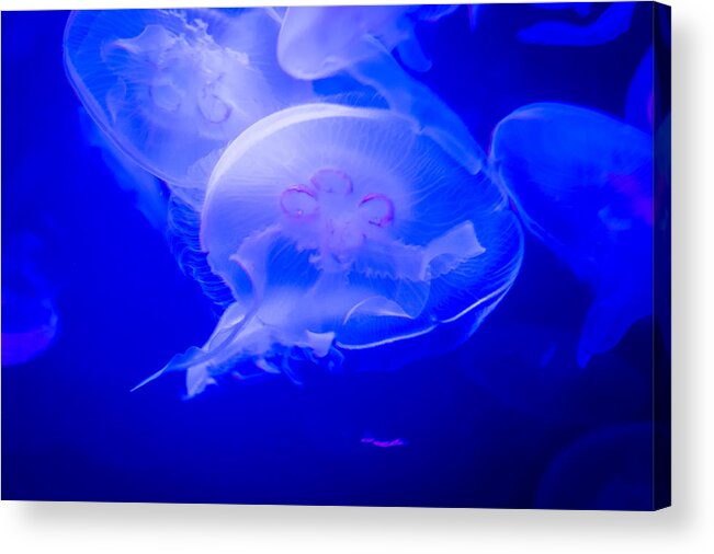 Jellyfish Acrylic Print featuring the photograph Graceful by Frank Mari