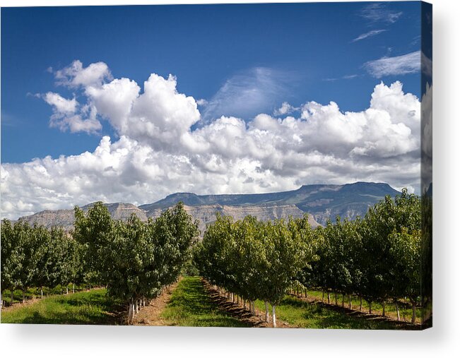 Colorado Acrylic Print featuring the photograph Grand Valley Orchards by Teri Virbickis