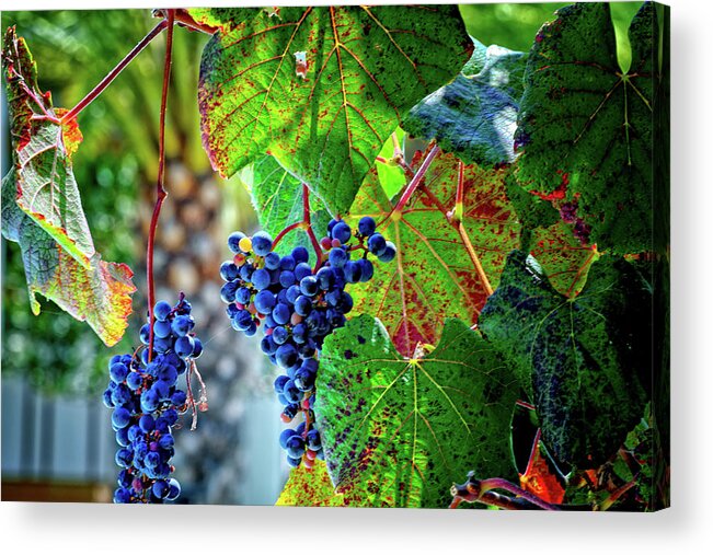 Grape Acrylic Print featuring the photograph Grapes by Camille Lopez