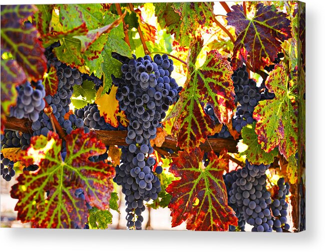 Grapes Acrylic Print featuring the photograph Grapes on vine in vineyards by Garry Gay