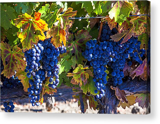 Grapes Acrylic Print featuring the photograph Grapes ready for harvest by Garry Gay