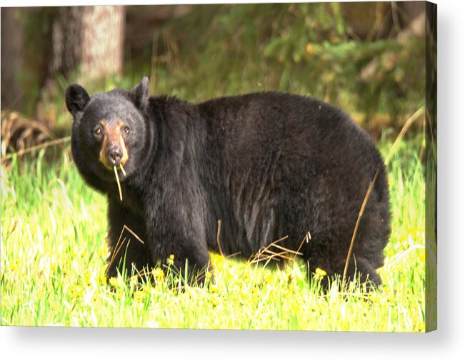 Black Bear Acrylic Print featuring the photograph Grass In My Mouth by Adam Jewell