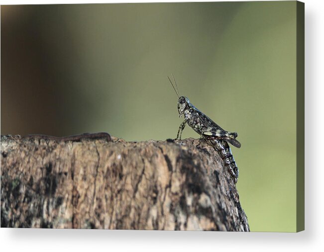 Grasshopper Acrylic Print featuring the photograph Grasshopper Great River New York by Bob Savage