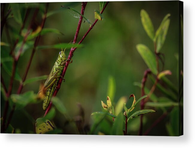 Grasshopper Acrylic Print featuring the photograph Grasshopper Holding On by Ray Congrove