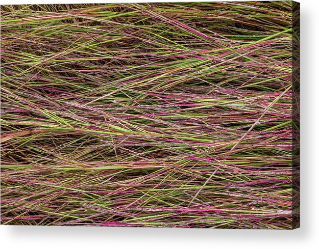 Grass Acrylic Print featuring the photograph Grassy Abstract #2 by Patti Deters