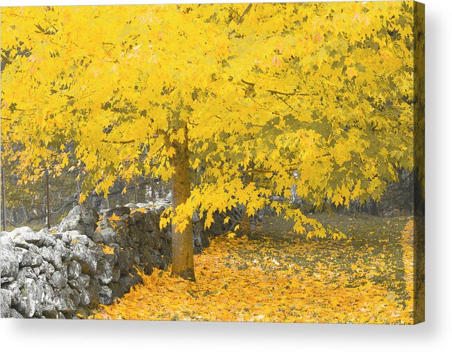 Fall. Maine Acrylic Print featuring the photograph Gravitational Inevitability by Jeff Cooper