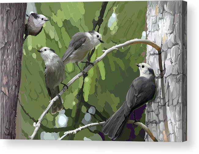 Perisoreus Canadensis Acrylic Print featuring the digital art Gray Jays Group by Pam Little