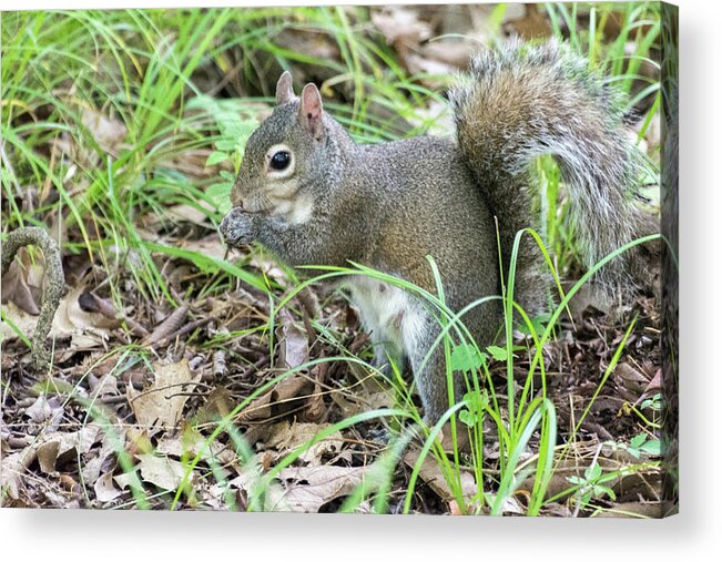 Animal Acrylic Print featuring the photograph Gray Squirrel Eating by John Benedict