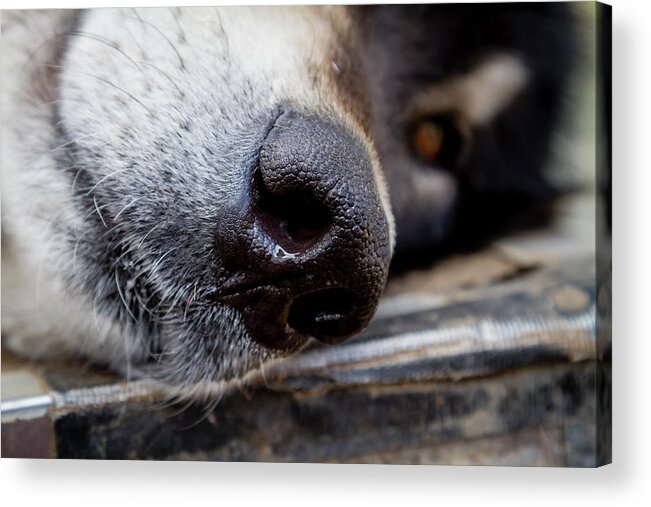 Animal Acrylic Print featuring the photograph Gray Wolf Nose by Teri Virbickis