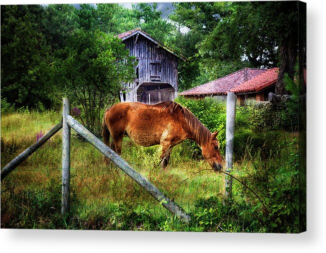 Animals Acrylic Print featuring the photograph Grazin' in the Grass by Debra and Dave Vanderlaan