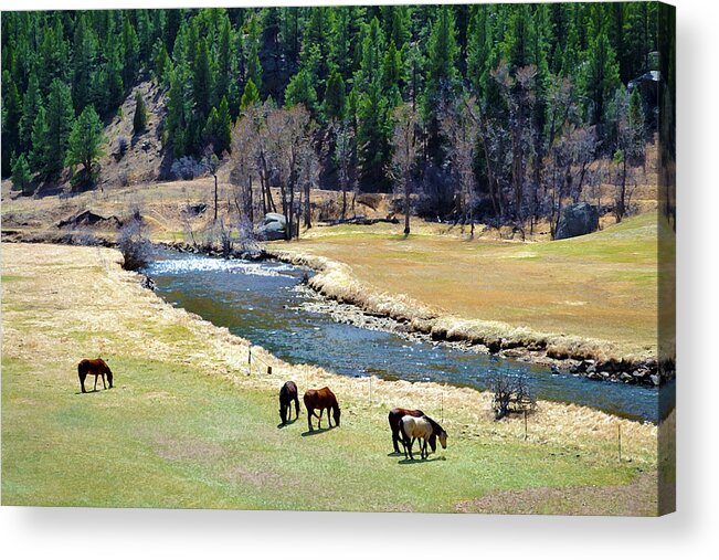 Colorado Acrylic Print featuring the mixed media Grazing by Angelina Tamez