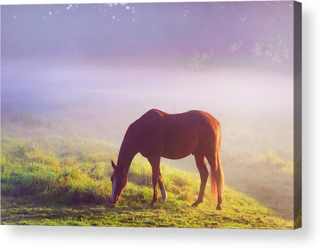 Jenny Rainbow Fine Art Photography Acrylic Print featuring the photograph Grazing Horse. Rural Holland by Jenny Rainbow