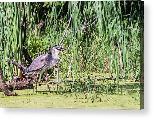 Great Blue Heron Acrylic Print featuring the photograph Great Blue Heron and Blue Gill by Ed Peterson