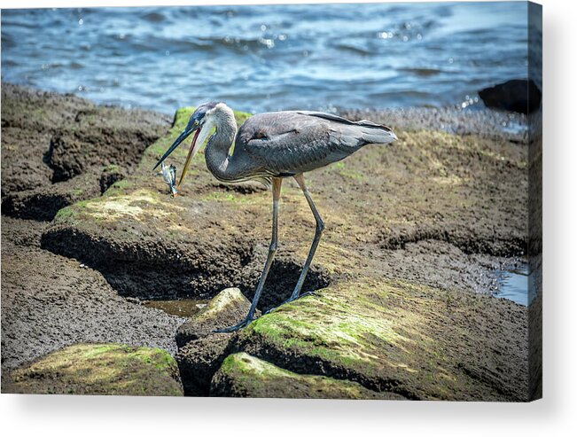 Great Blue Heron Acrylic Print featuring the photograph Great Blue Heron Catching a Blue Crab on Chesapeake Bay by Patrick Wolf