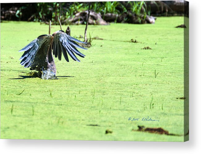 Great Blue Heron Acrylic Print featuring the photograph Great Blue Heron Dunk by Ed Peterson