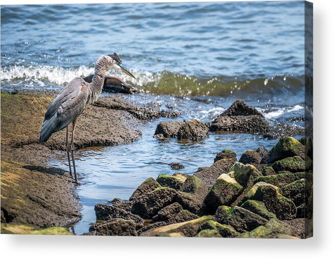 Great Blue Heron Acrylic Print featuring the photograph Great Blue Heron fishing on the Chesapeake Bay by Patrick Wolf