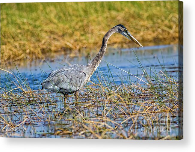 Herons Acrylic Print featuring the photograph Great Blue Heron On The Hunt by DB Hayes