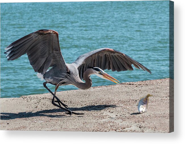 Bird Acrylic Print featuring the photograph Great Blue Heron Plays with Fish #1 by Patti Deters