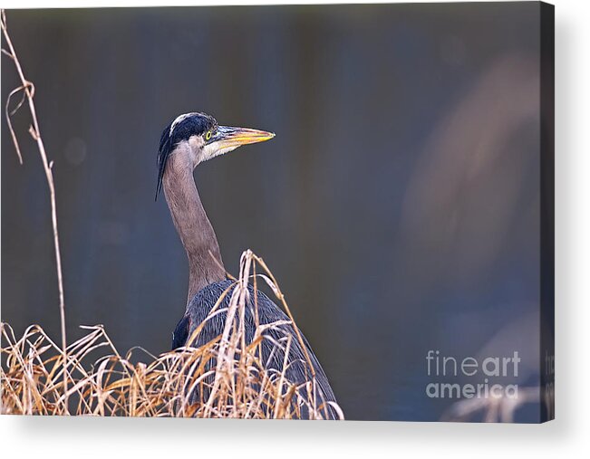 Great Blue Heron Acrylic Print featuring the photograph Great Blue Heron Waiting by Sharon Talson