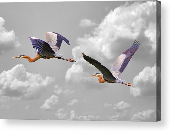 Great Blue Heron In Flight Acrylic Print featuring the photograph Great Blue Herons in Flight by Steven Michael