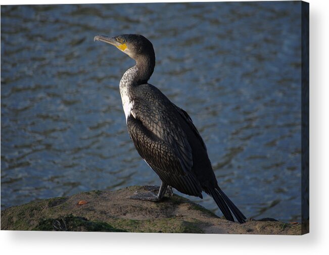 Great Acrylic Print featuring the photograph Great Cormorant by Adrian Wale