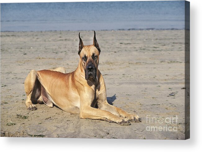 Adult Acrylic Print featuring the photograph Great Dane On Beach by Gerard Lacz