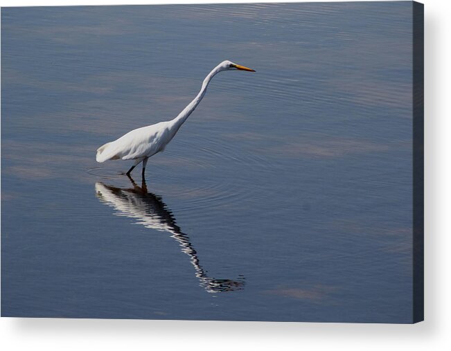 Bird Acrylic Print featuring the photograph Great Egret by April Wietrecki Green