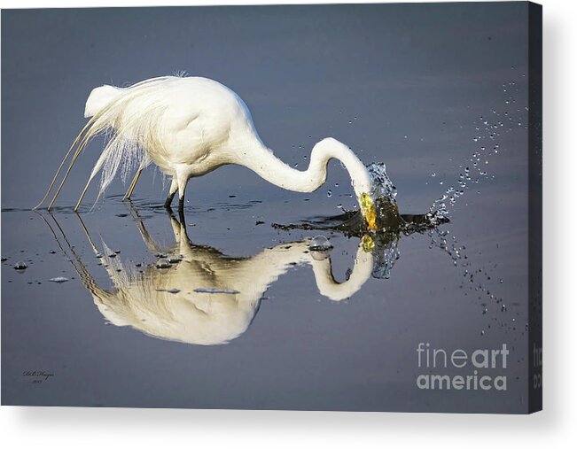 Egrets Acrylic Print featuring the photograph Great Egret Diving For Lunch by DB Hayes