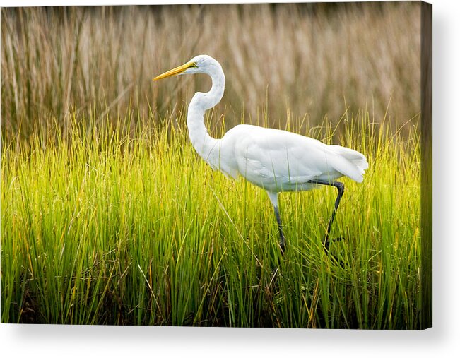 Egret Acrylic Print featuring the photograph Great Egret in Cedar Point Marsh by Bob Decker