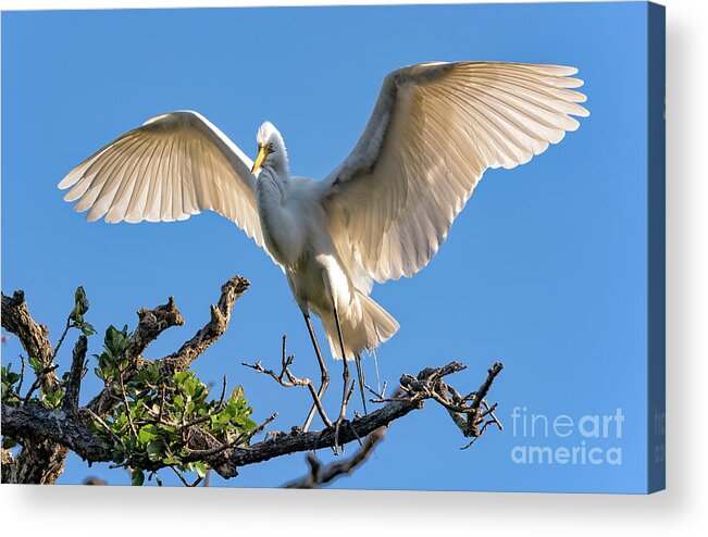 Egrets Acrylic Print featuring the photograph Perfect Landing by DB Hayes
