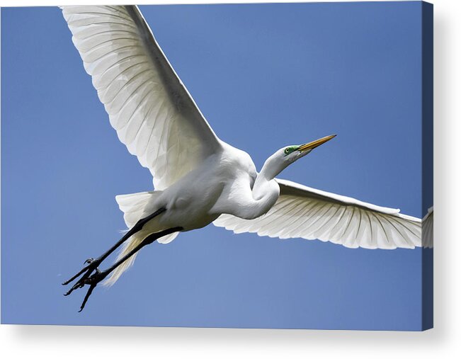 Birds Acrylic Print featuring the photograph Great Egret Soaring by Gary Wightman