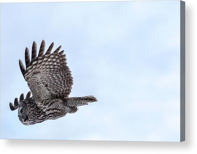 Bird Acrylic Print featuring the photograph Great Gray Owl in Flight by Brook Burling