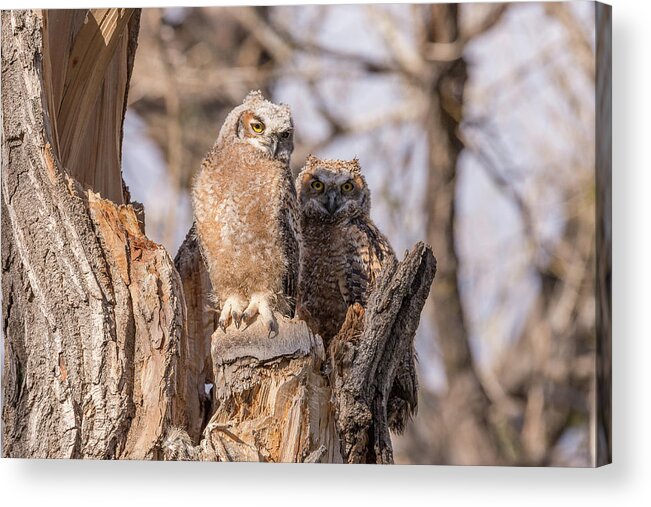 Owl Acrylic Print featuring the photograph Great Horned Owl Owlets at Sunset by Tony Hake