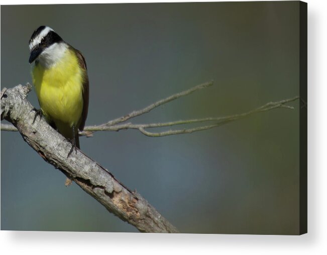 Fly Catcher Acrylic Print featuring the photograph Great Kiskadee by Frank Madia