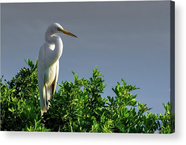 Bird Acrylic Print featuring the photograph Great White Egret by Dillon Kalkhurst