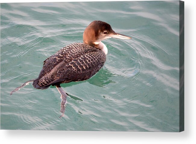 Bird Acrylic Print featuring the photograph Grebe in the Water by AJ Schibig