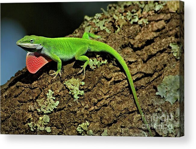 Dave Welling Acrylic Print featuring the photograph Green Anole Lizard Anolis Carolensis Wild Texas by Dave Welling