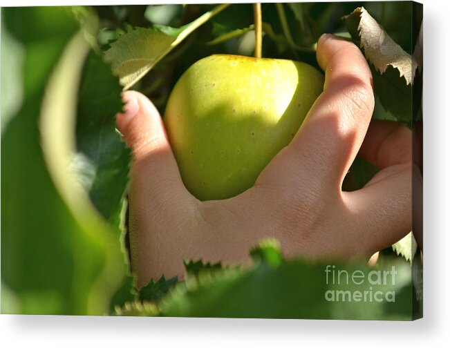 Food Acrylic Print featuring the photograph Green Apple Picking by Jason Freedman